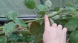 Укрытие ежевики на зиму, есть нюансы