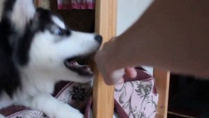 Отучаем хаски грызть вещи. Больше не грызет.