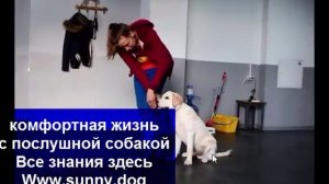 Рядом - дрессировка лабрадора - первое занятие. как научить лабрадора щенка команде рядом