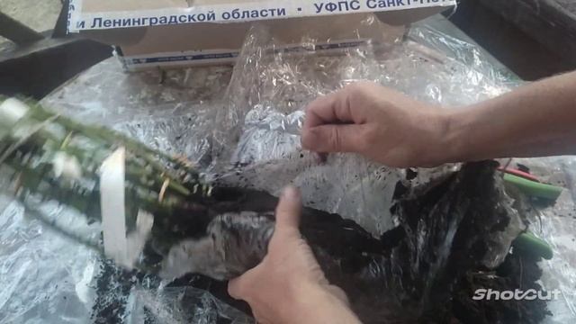 Распаковка посылки с саженцами из питомника Прима Роза.? смотреть онлайн