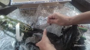 Распаковка посылки с саженцами из питомника Прима Роза.?