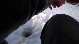 ОКУНЬ на мормышки с мотылем В ГЛУХОЗИМЬЕ. Жесткий удар. Что это было? #рыбалказимой #окунь #рыбалка