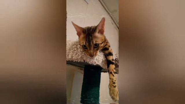 Я вернулся бенгальский кот юбер смотри описание