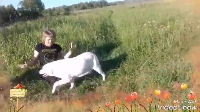 Лабрадор тусит смотреть онлайн