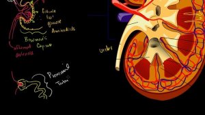 The kidney and nephron | Renal system physiology | NCLEX-RN | Khan Academy