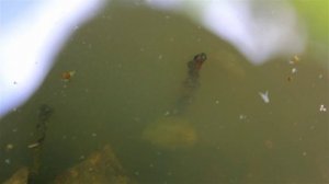 Тайны Леса - Щитни. Саратов, Кумысная поляна.