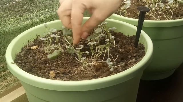 Формирование дихондры смотреть онлайн