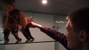 Отель для кошек в Москве