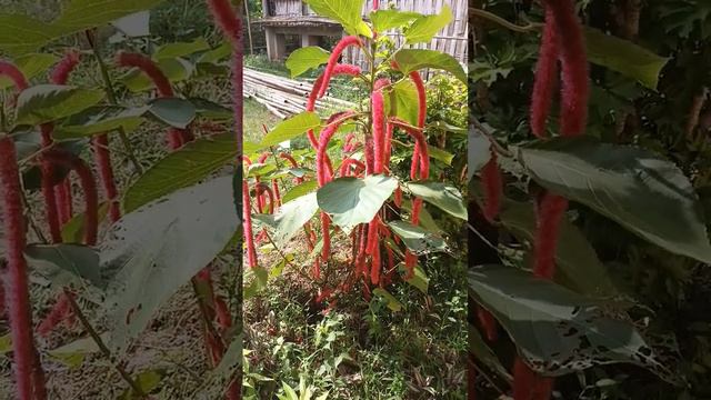 Acalypha hispida in my Farmhouse. #flower #plant #garden