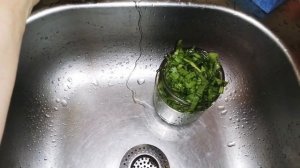 Заготавливаю щавель на зиму.