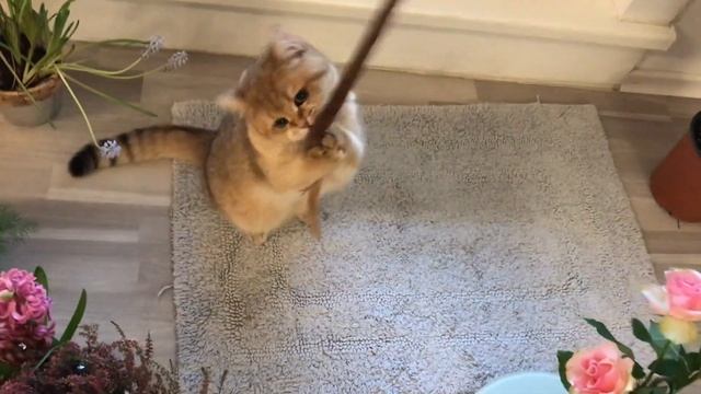 ??? КОШКА ЗОЛОТАЯ ШИНШИЛЛА???РЕЛАКС GOLDEN KITTENS?