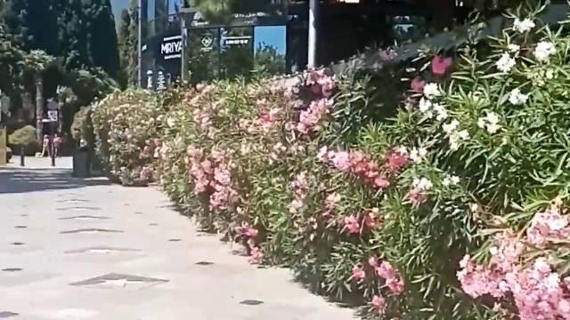 Поездка в Крым. Купили дом в краснодарском крае. Живём третий год.