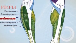 Как работают мышцы человека!! Удивительное рядом! Мышцы играют важную роль.