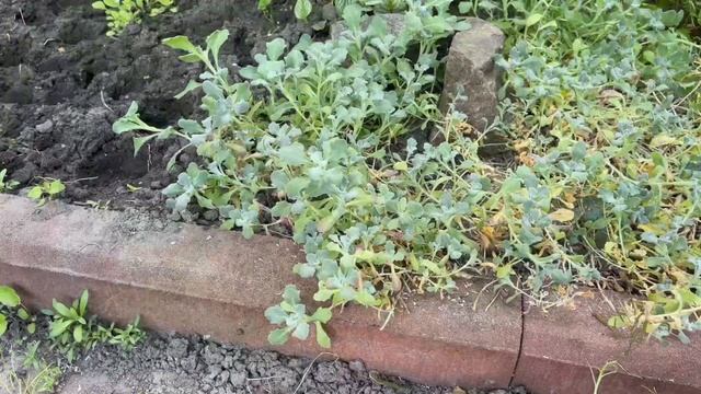 Лесной источник. Переехали. Дачные планы на неделю. Обрезка арабиса. Замена весенних цветов. смотреть онлайн