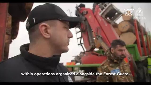 An insider's look at how INTERPOL works to disrupt the illegal timber trade