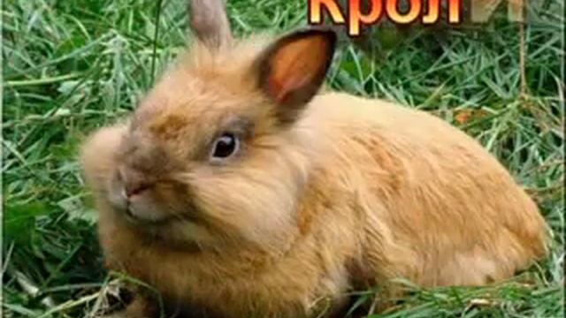 Домашние животные. Истории для малышей! смотреть онлайн