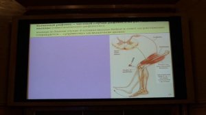 Вячеслав Дубынин, МФК весна 2018, лекция 2, мозг и движения