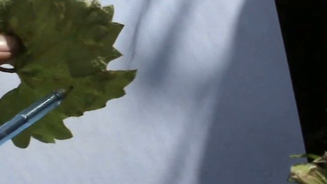 Виноград. Войлочный клещ на винограде признаки поражения и способы защиты