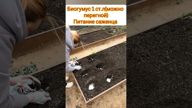 садаю капусту только так