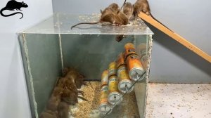 Мышеловка с банками