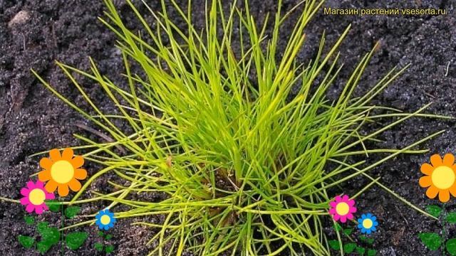 Овсяница сизая Голден Тоупи. Краткий обзор, описание характеристик festuca glauca Golden Toupee смотреть онлайн