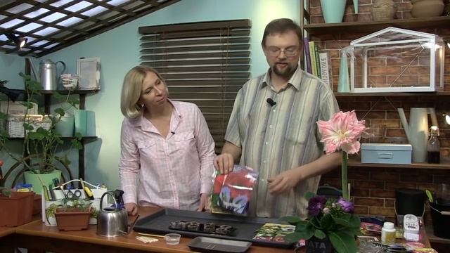 Как посеять герберы, глоксинию, пепино и бегонию? Как проверить кислотность грунта? смотреть онлайн