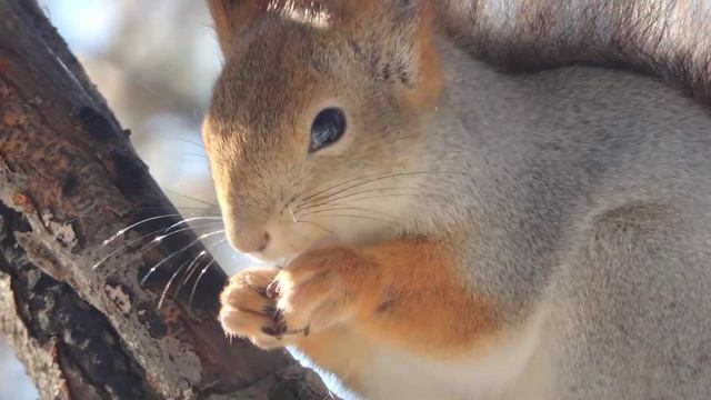 Russian squirrel 2 (Nikon coolpix P510) смотреть онлайн