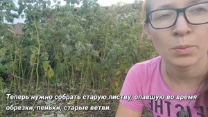 Обрезка малины в августе