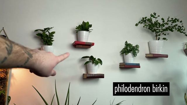 HOUSEPLANT TOUR 2021 PT 2 | Meet My Indoor Plants смотреть онлайн