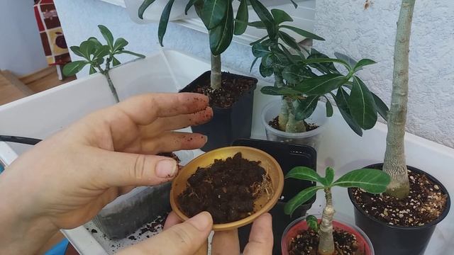 АДЕНИУМЫ. И КАК ЖЕ ГРУНТ? Подводим итоги. смотреть онлайн