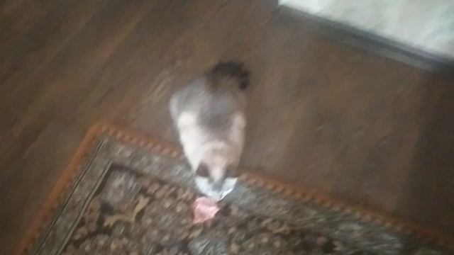 ВЕО восточно европейская овчарка черная 2023-02-25 17-45-31 смотреть онлайн