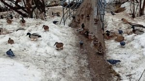 Птицы в городе