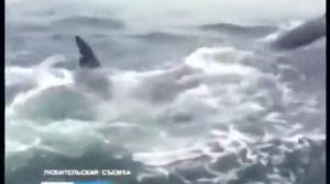 Касатки в бухте Магадана 2016