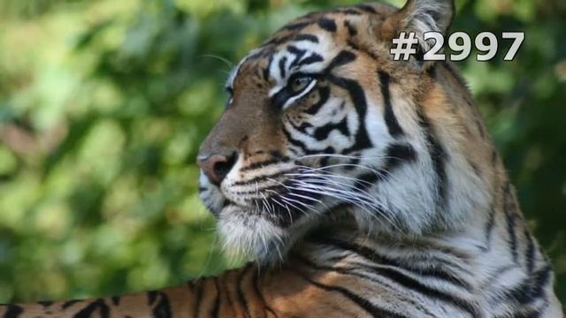 #2997. Тигры (В мире животных) смотреть онлайн