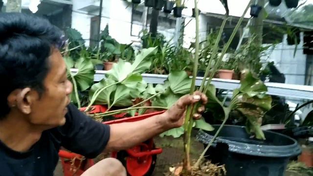 CARA PERBANYAKAN ANTHURIUM CORONG DENGAN SPLIT смотреть онлайн