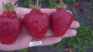 АЗИЯ "Asia" сорт крупноплодной земляники сочетающий кучу плюсов