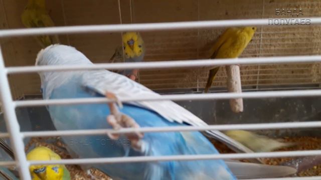 ☕ Волнистые попугаи загорают. Птенцы едят мешанку. А где наш Риччи? ;)