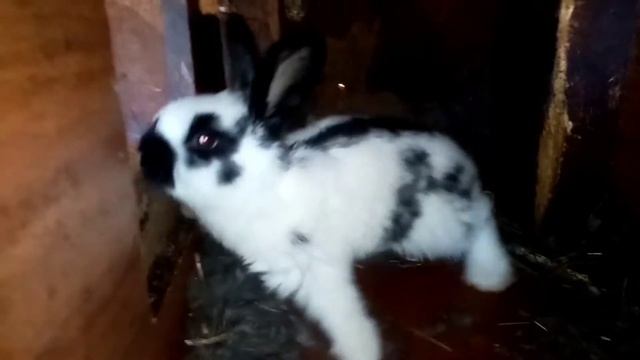 Обзор всех кроликов. Имена отличившихся кроликов. смотреть онлайн