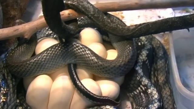 Снимаем самку с кладки и разбираем яйца / Removing the female from the clutch and moving the eggs смотреть онлайн