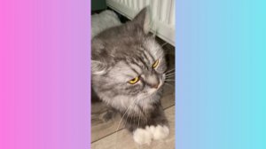 Побег фила от Дани. "мини фильм"