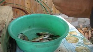 Как почистить окуня