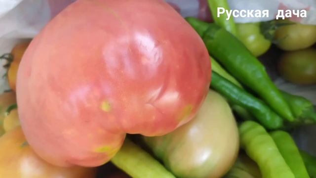 УРОЖАЙ 2021! Арбузы, патиссоны, дыни, кабачки...... смотреть онлайн