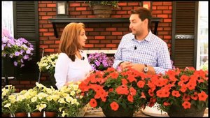 Surfinia Deep Red Timelapse Growers w Aaron McDonald Botany Lane Greenhouse