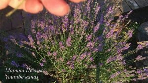 ЛАВАНДА - выращивание , уход, посадка, полив, размножение, цветение, особенности