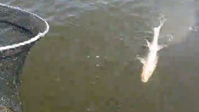 ловля с лодки на банку смотреть онлайн