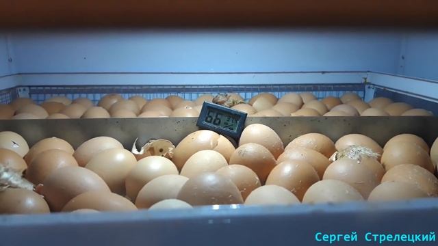 Увеличиваем процент вылупки!