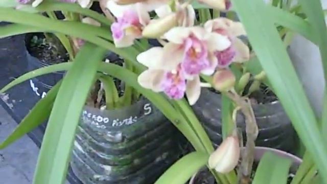 MIS CYMBIDIUNS EN JULIO 2013 FLORECIDOS смотреть онлайн