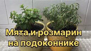 Как вырастить душистую мяту на подоконнике. Пересаживаю куст розмарина. Чудесные растения! 14 марта