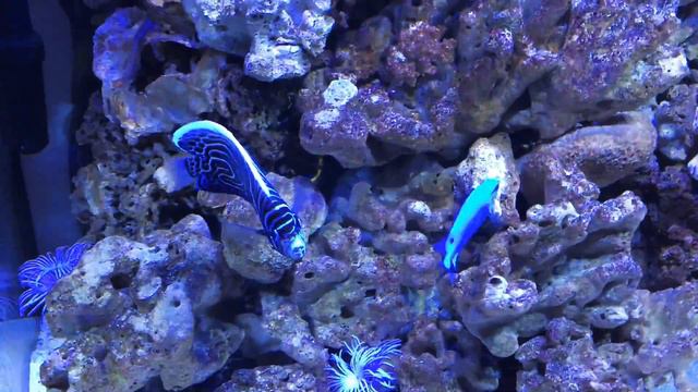 Ангел императорский ювенильный смотреть онлайн