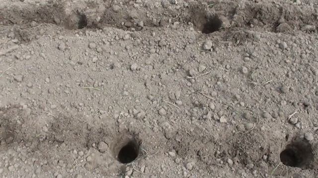 Посадка картофеля. Как сажать картошку - БЕЗ ЛОПАТЫ!